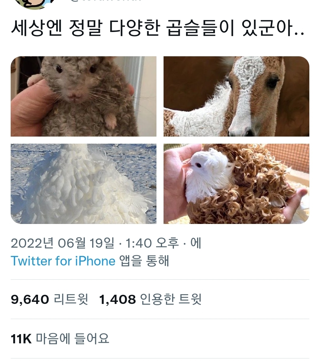 세상엔 다양한 곱슬이 있군아 | 인스티즈