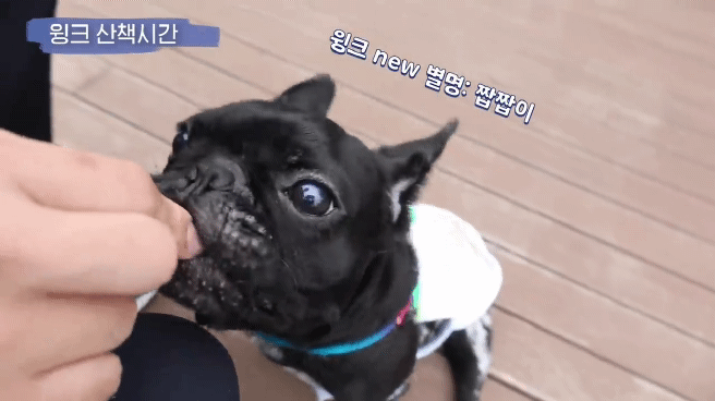 교통사고난 유기견 입양한 설채현 수의사 그리고 윙크 근황😉 | 인스티즈