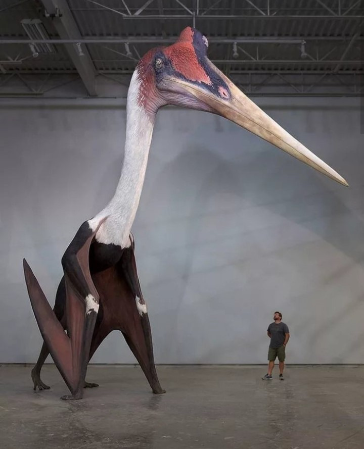 익룡 실제 크기 | 인스티즈