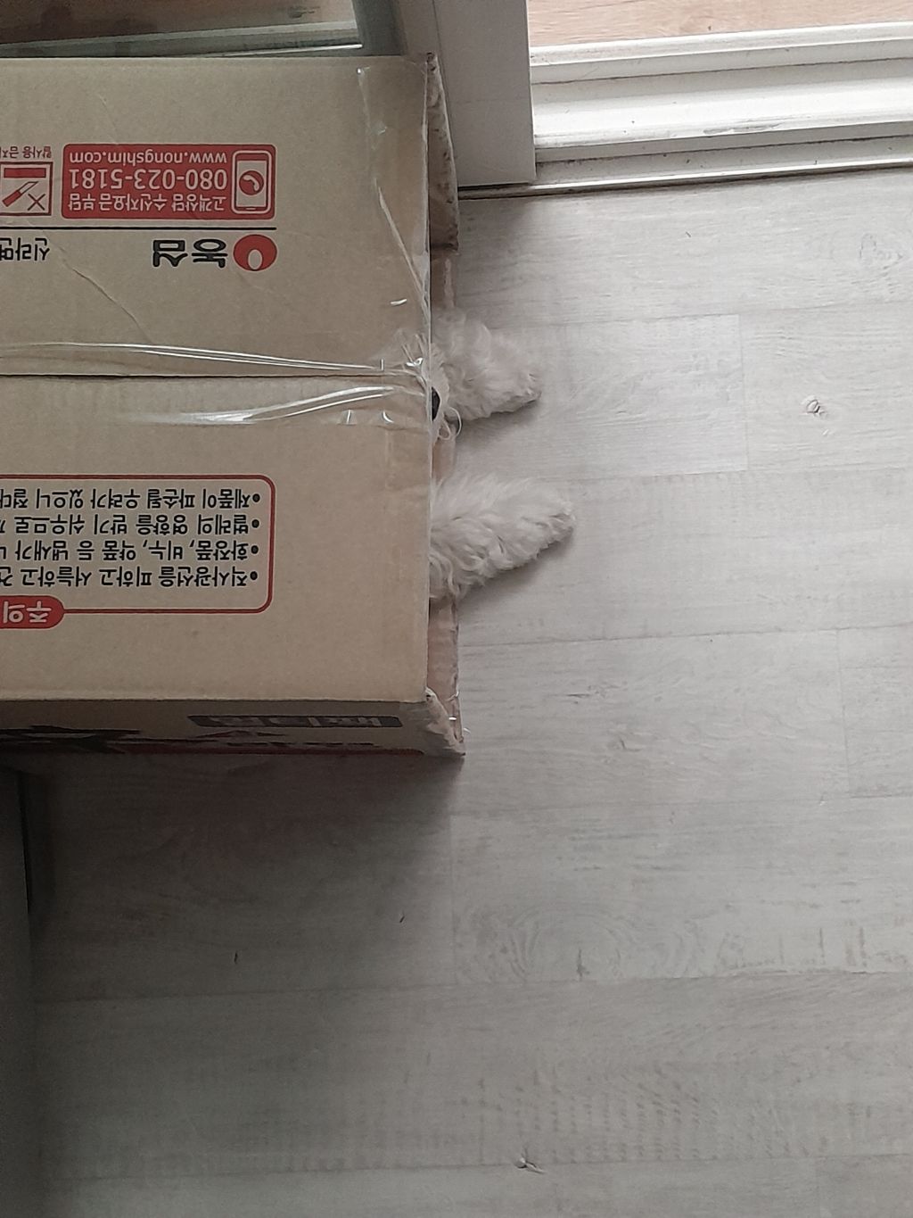 강아지 대피소에 가있네 | 인스티즈