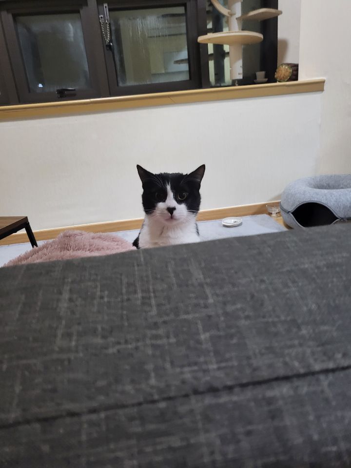 몰래 훔쳐보는 고양이 모음집 | 인스티즈