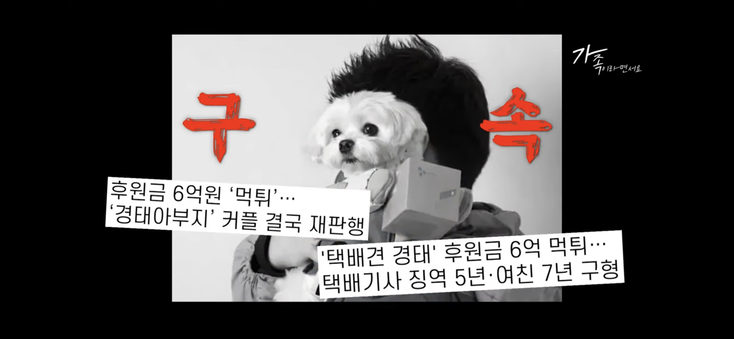 sns스타 택배견 경태를 기억해? 경태 경태희 진짜 근황 (눈물,분노 주의) | 인스티즈