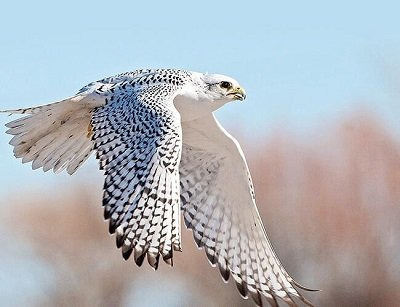 동물들이 100m 달리기를 하면 몇초가 나올까? | 인스티즈