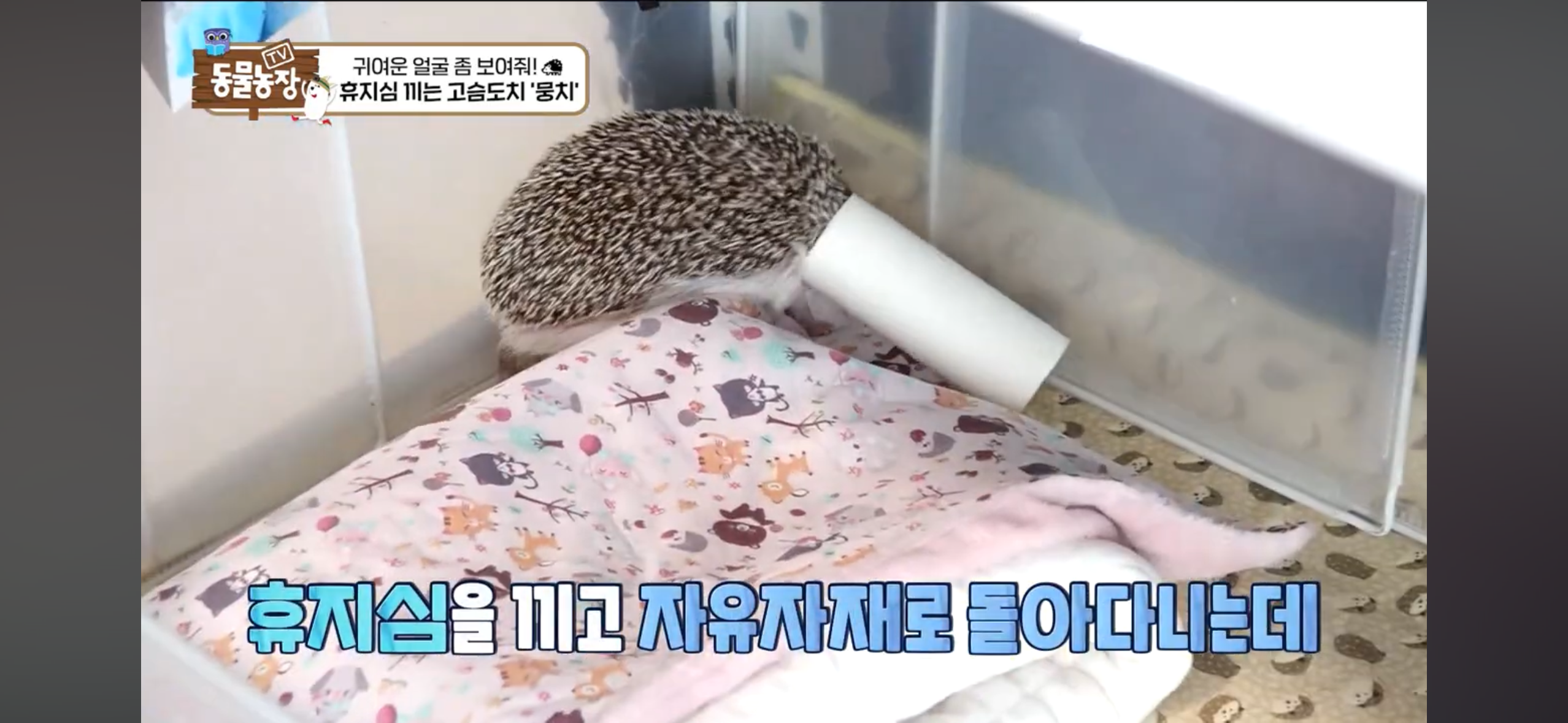 따봉고슴도치 휴지심 좋아도치 | 인스티즈