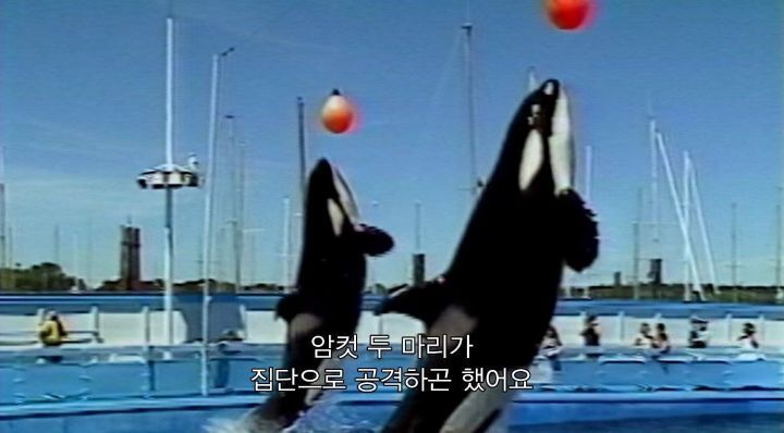 어느날 소방서에 고래가 조련사를 잡아 먹었다는 신고가 들어왔다 .jpg (스압주의) | 인스티즈