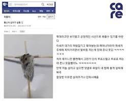 디씨인사이드 야옹이 갤러리 역대만행정리 (잔인함 주의) 사진 | 인스티즈