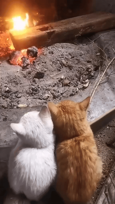 불멍 고양이 | 인스티즈