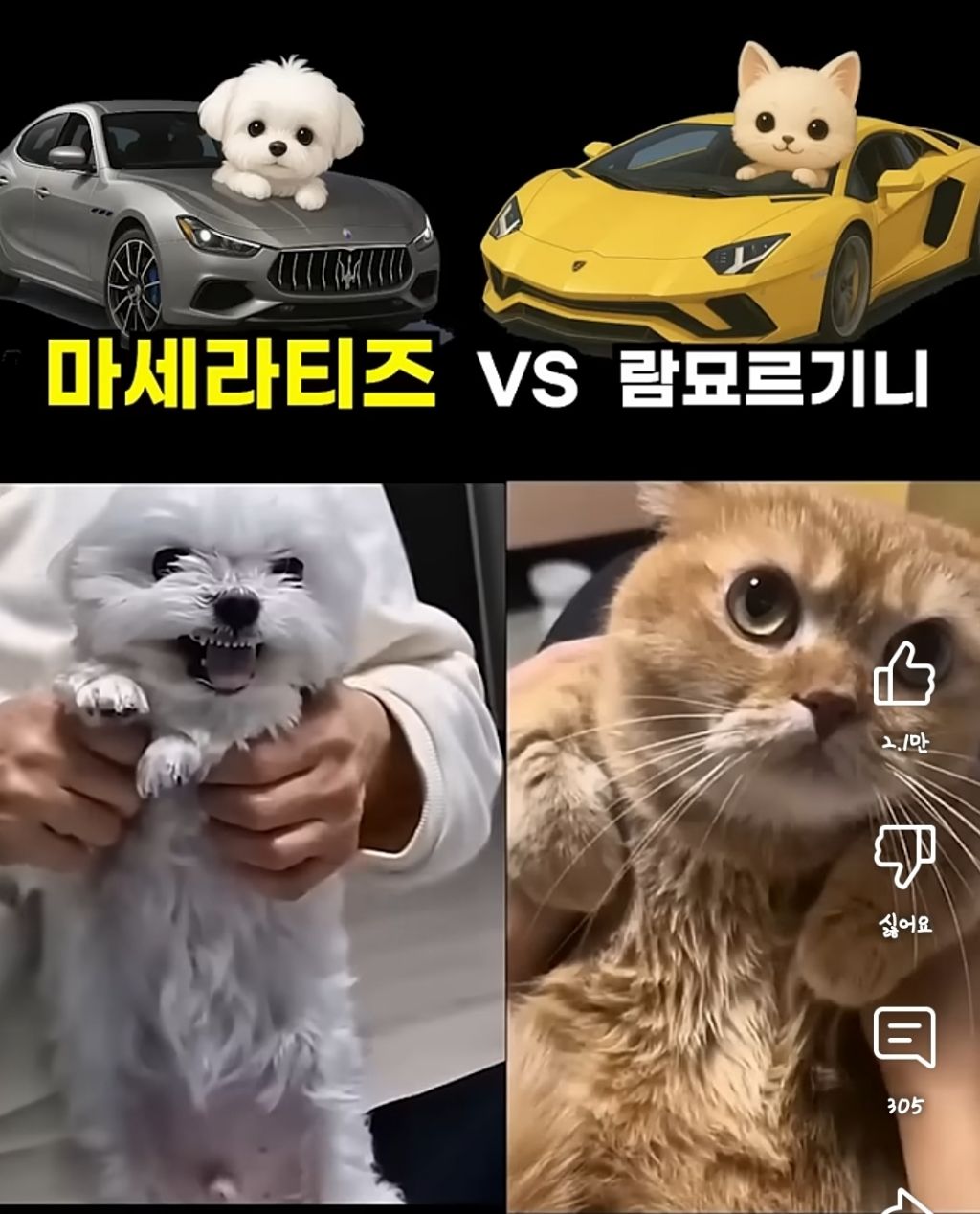 마세라티즈 vs 람묘르기니 | 인스티즈