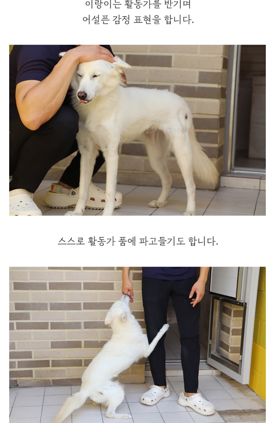 몸에 구멍난채로 끌려다니던 백구, | 인스티즈