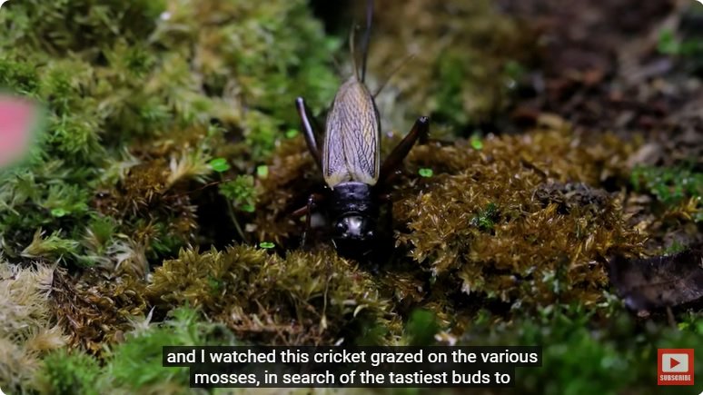 거대한 수조에 열대우림 환경을 조성해놓으면 생기는 일 - 2 | 인스티즈