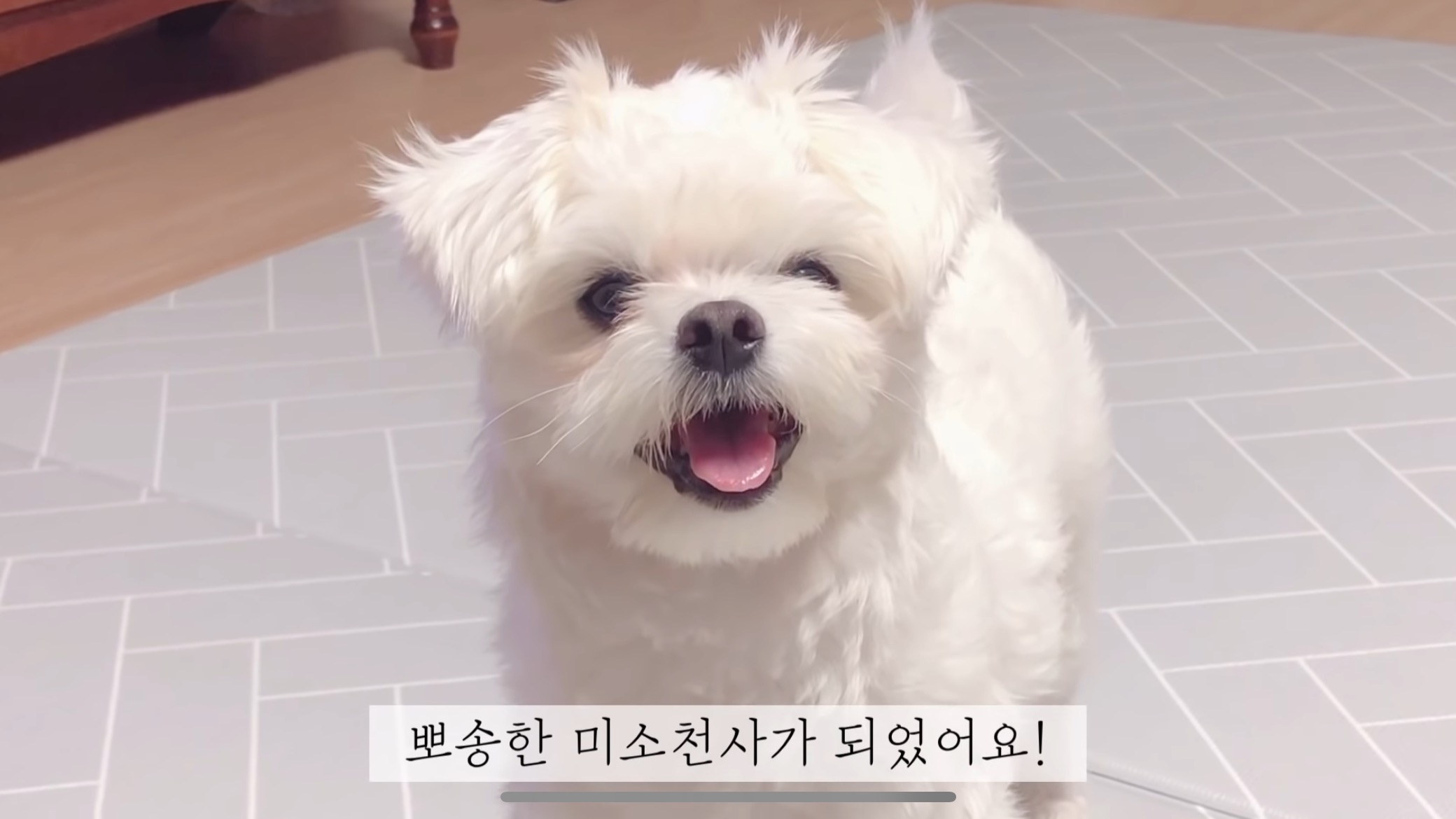 "공고번호 411번" 강아지가 입양되기 전 후 모습.jpgif | 인스티즈