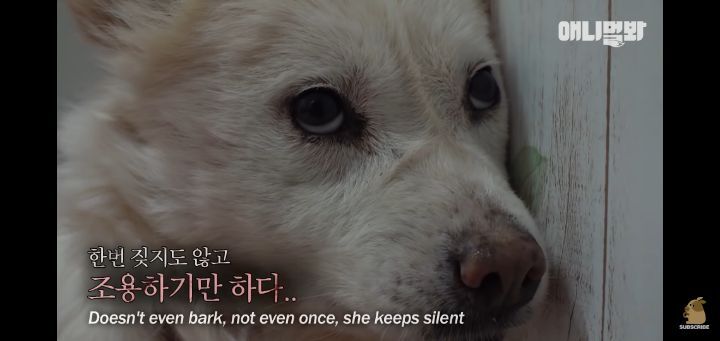 죽을것같은 우울증에 걸린 강아지 | 인스티즈