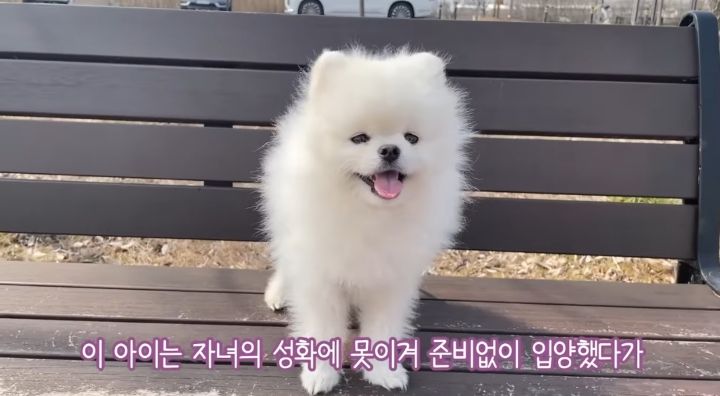 강아지가 두번이나 파양된 충격적인 이유.jpg | 인스티즈