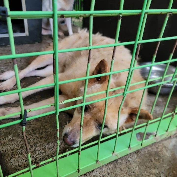 (유기견 임시보호/입양) 주인이 있었을 적 배웠던 '앉아' 도 기억하는 똑똑한 아이 도연이 | 인스티즈