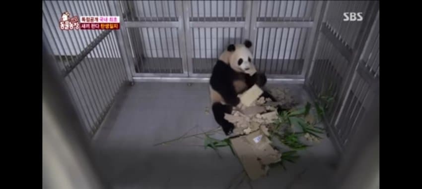 사랑하는 아빠 저 애보예요 (아이바오가 강바오에게 보내는 편지) | 인스티즈