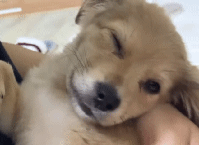 유기견 입양 브이로그 🐶 너무 귀여워 .jpg | 인스티즈