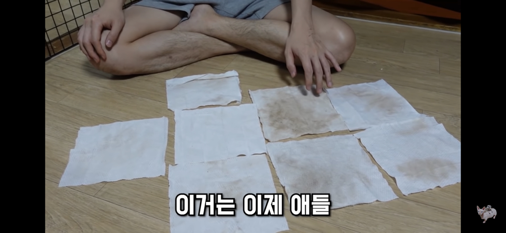 털이 없는 스핑크스는 키우기 편할까? (위생주의) | 인스티즈