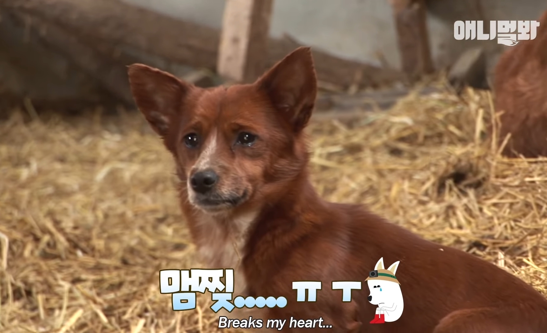 소가 너무 좋아서 눈물흘리는 강아지 | 인스티즈