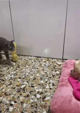 강아지가 맘에드는 고양이 | 인스티즈