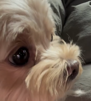 서울 추위 맛본 부산 강아지 | 인스티즈