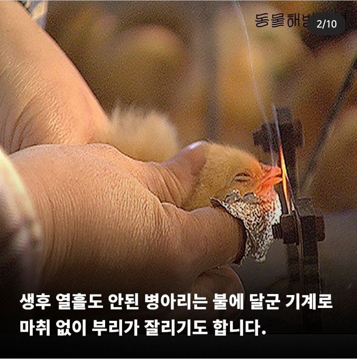 병아리 부리 불로 지지는 이유 | 인스티즈