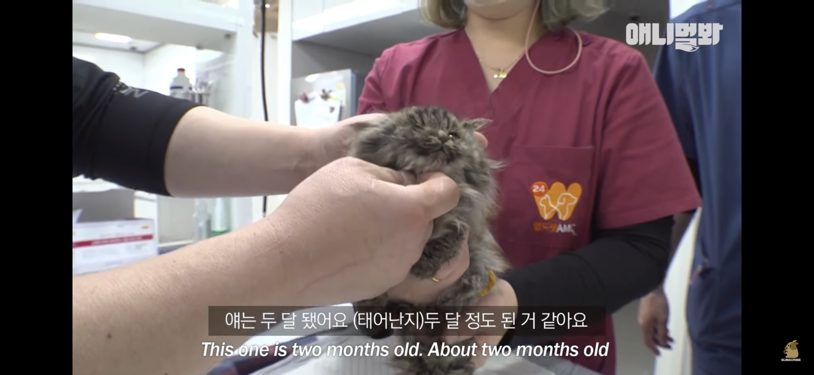 경기도 김포시 마송 휴먼시아 10단지 아파트내에 집단으로 유기된 노르웨이숲 고양이 | 인스티즈