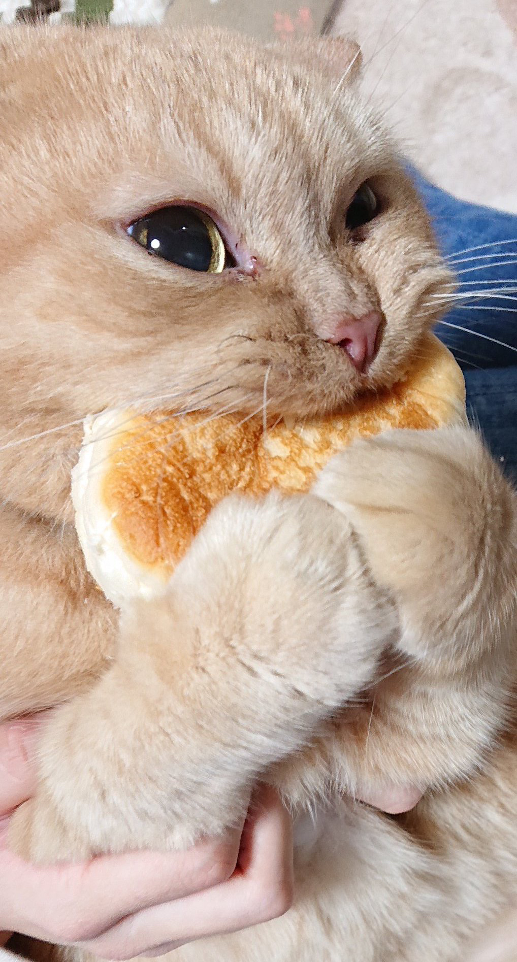 집사의 빵이 탐났던 고양이.jpg | 인스티즈