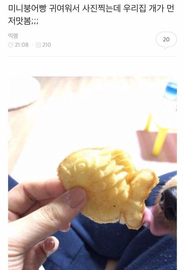 아빠가 개새랑 외출했다고 사진 보내줌 | 인스티즈