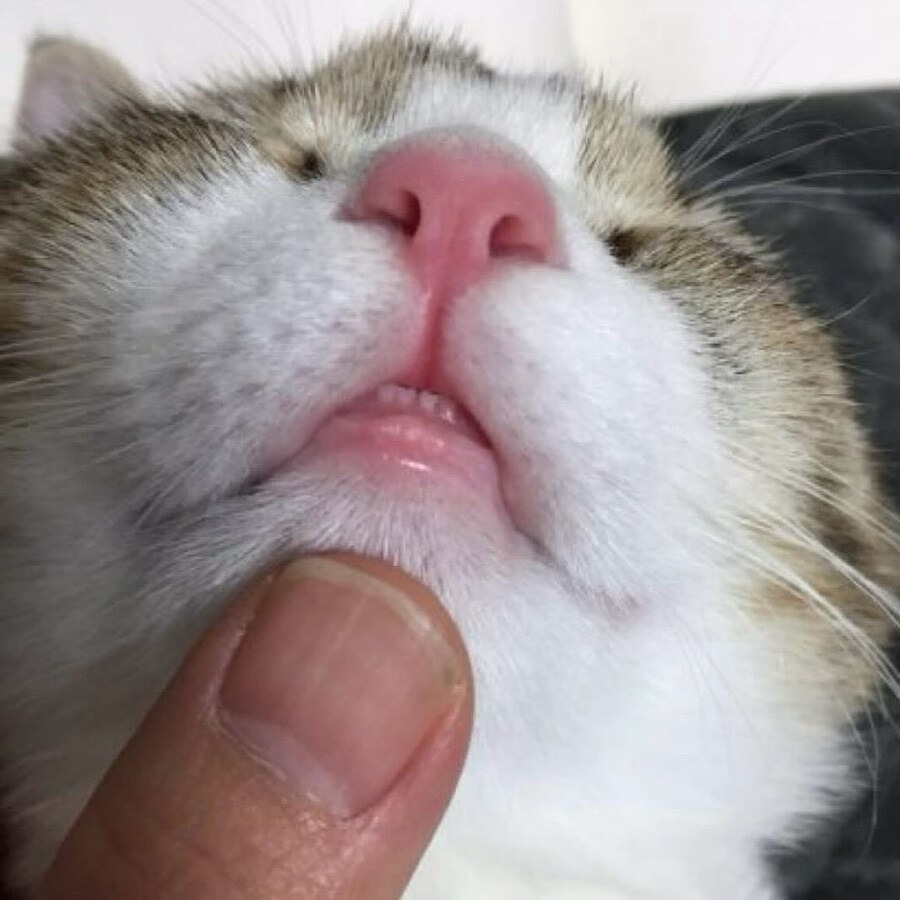 난 우울할 때 고양이 앞니를 봐🐱🦷 | 인스티즈
