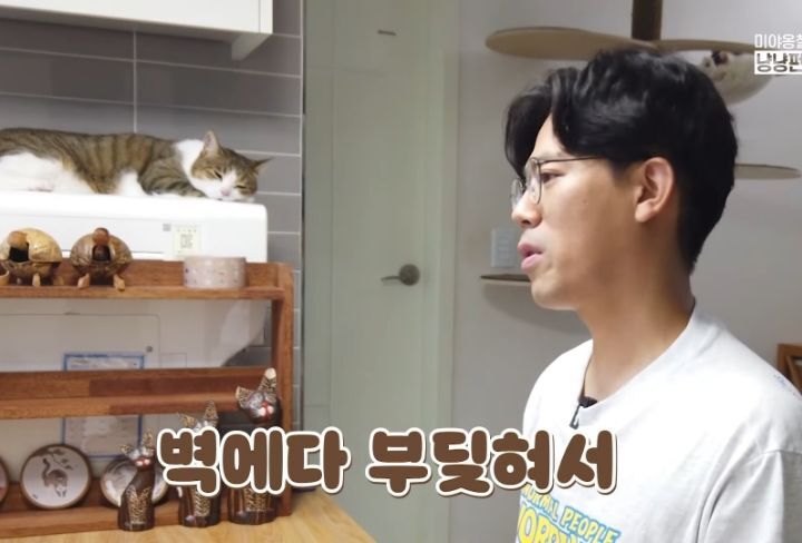 고양이 벽짚 챌린지는 진짜 지능과 관련 있을까? | 인스티즈