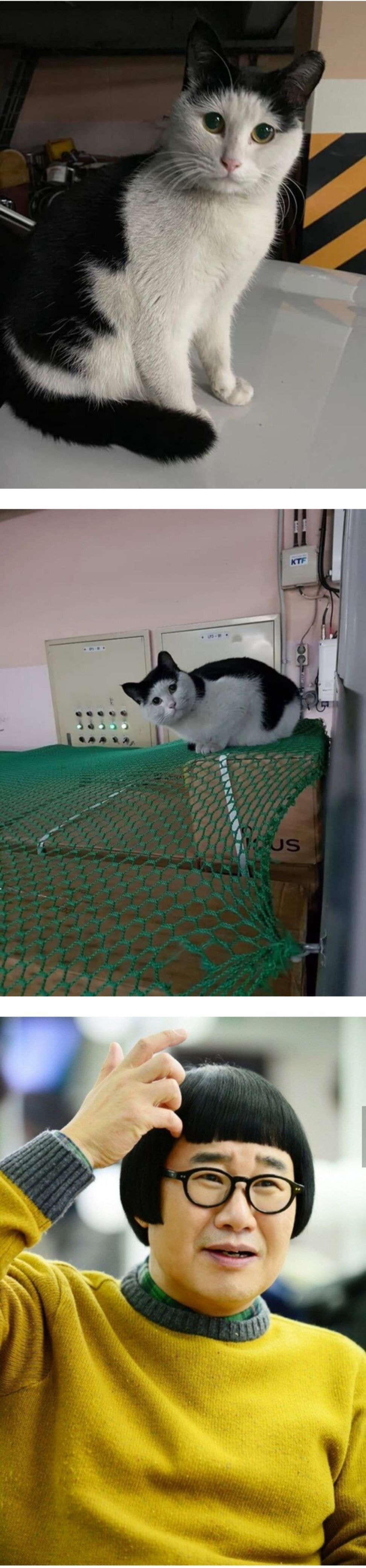 길고양이 이름이 양락이인 이유.jpg | 인스티즈