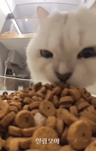 욕심은 많은데 입이 작은 고양이 | 인스티즈