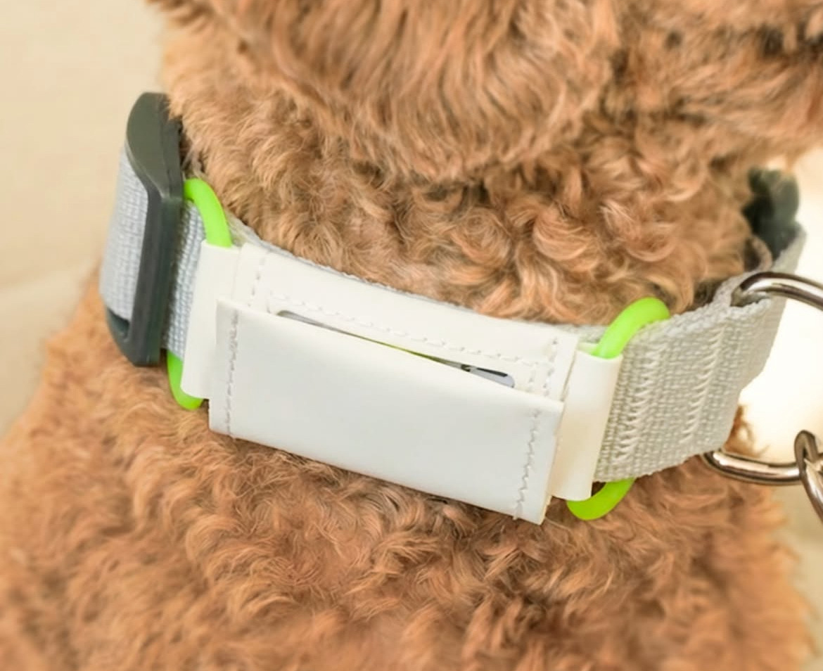 다이소 펫 용품 신상.jpg | 인스티즈