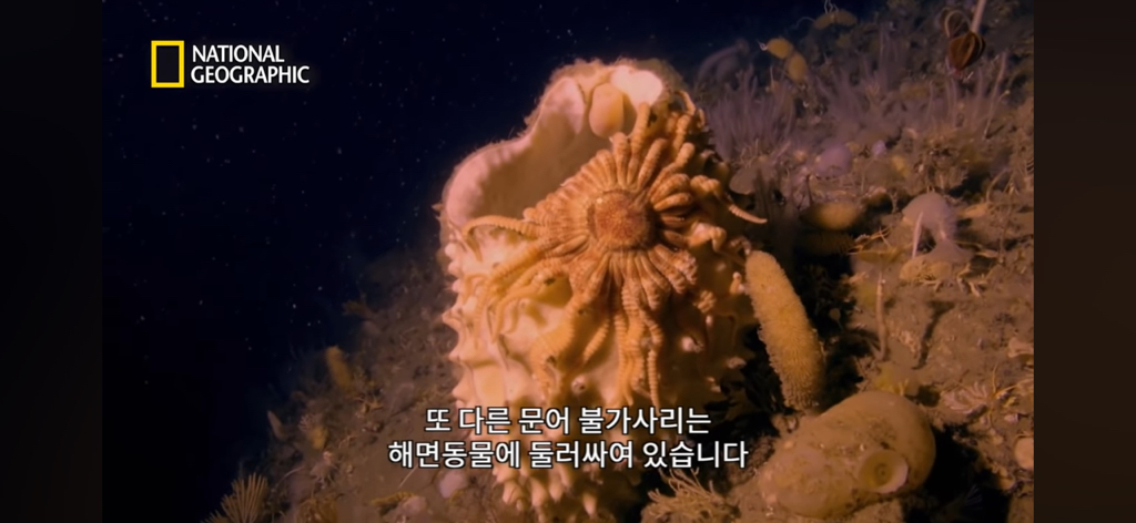 대왕오징어를 찾아라-남극해의 빙산 아래 신비로운 심해 생명체들(심해주의 해산물주의) | 인스티즈