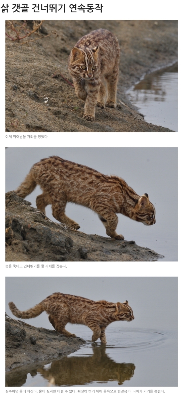 물이 싫어서 점프하는 삵 | 인스티즈