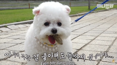돌멩이를 물고 다니는 강아지 | 인스티즈