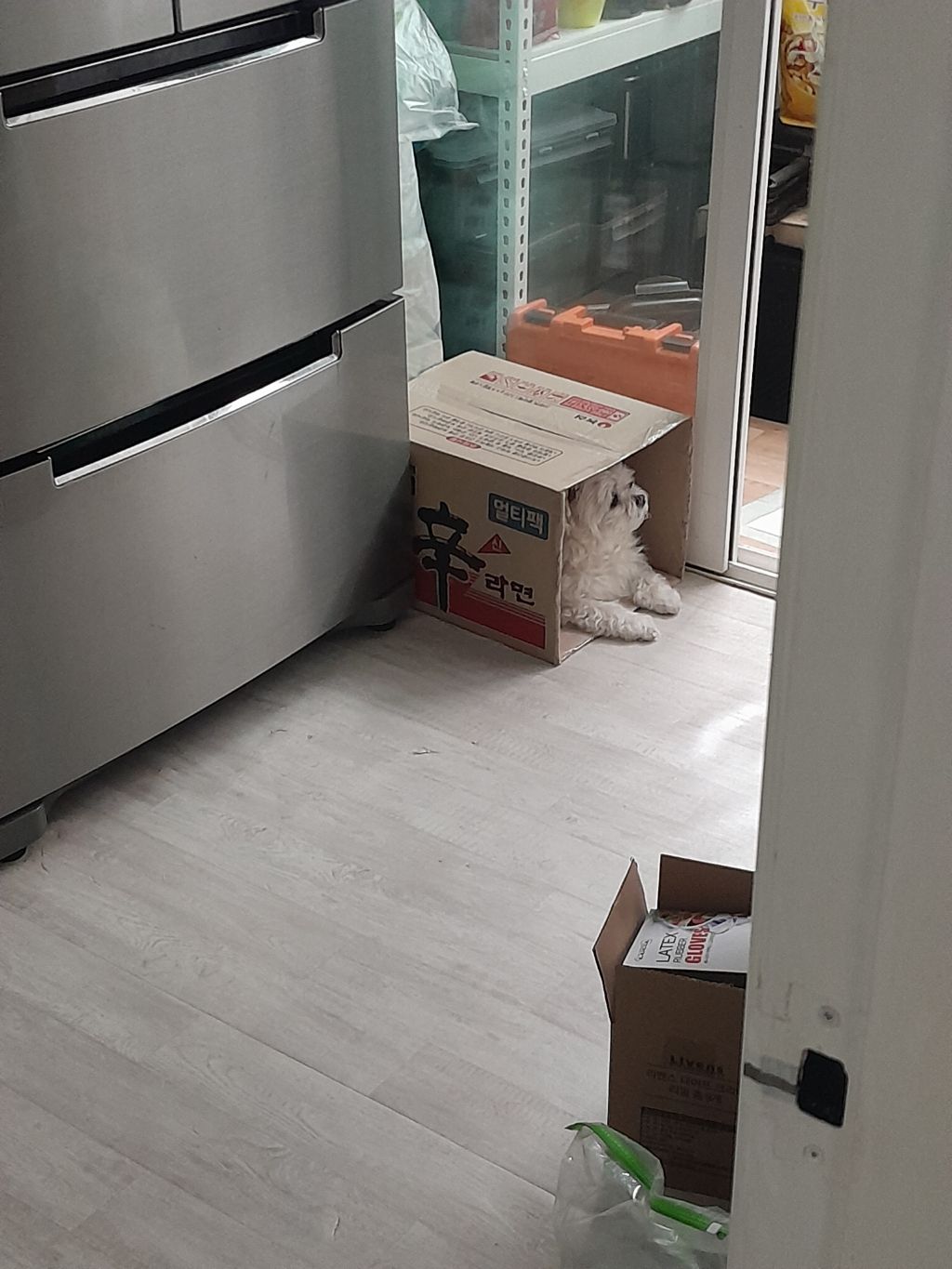 강아지 대피소에 가있네 | 인스티즈