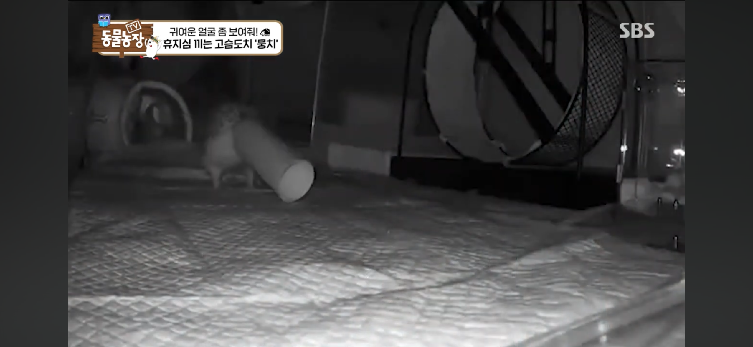 따봉고슴도치 휴지심 좋아도치 | 인스티즈