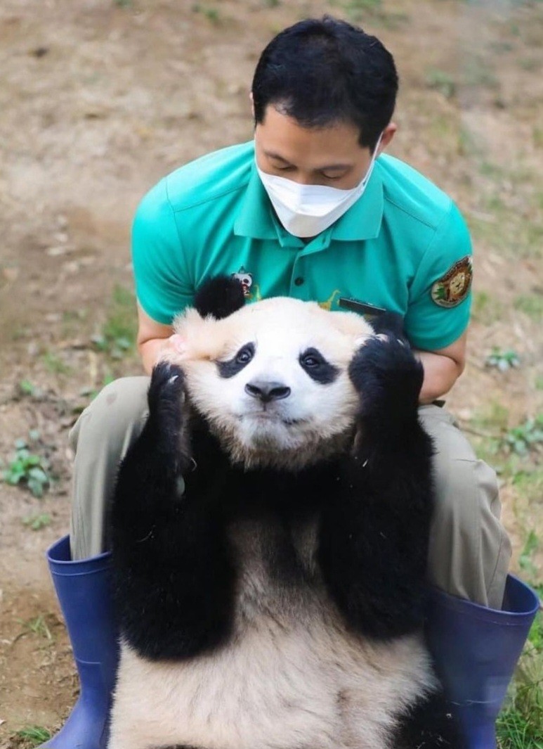 푸바오 얼굴 찌부 짤 모음 🥴 | 인스티즈