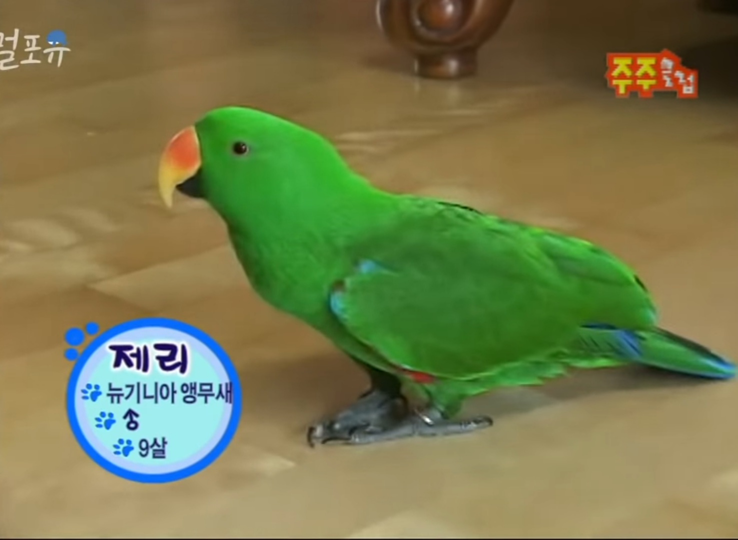 남자는 싫어하는 앵무새 제리.jpg | 인스티즈