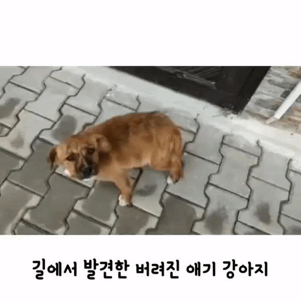 자기를 데려가달라는 강아지.gif | 인스티즈