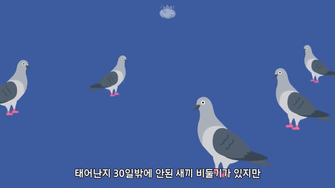 거리에 비둘기가 이렇게 많은데 왜 새끼 비둘기는 안 보일까? | 인스티즈