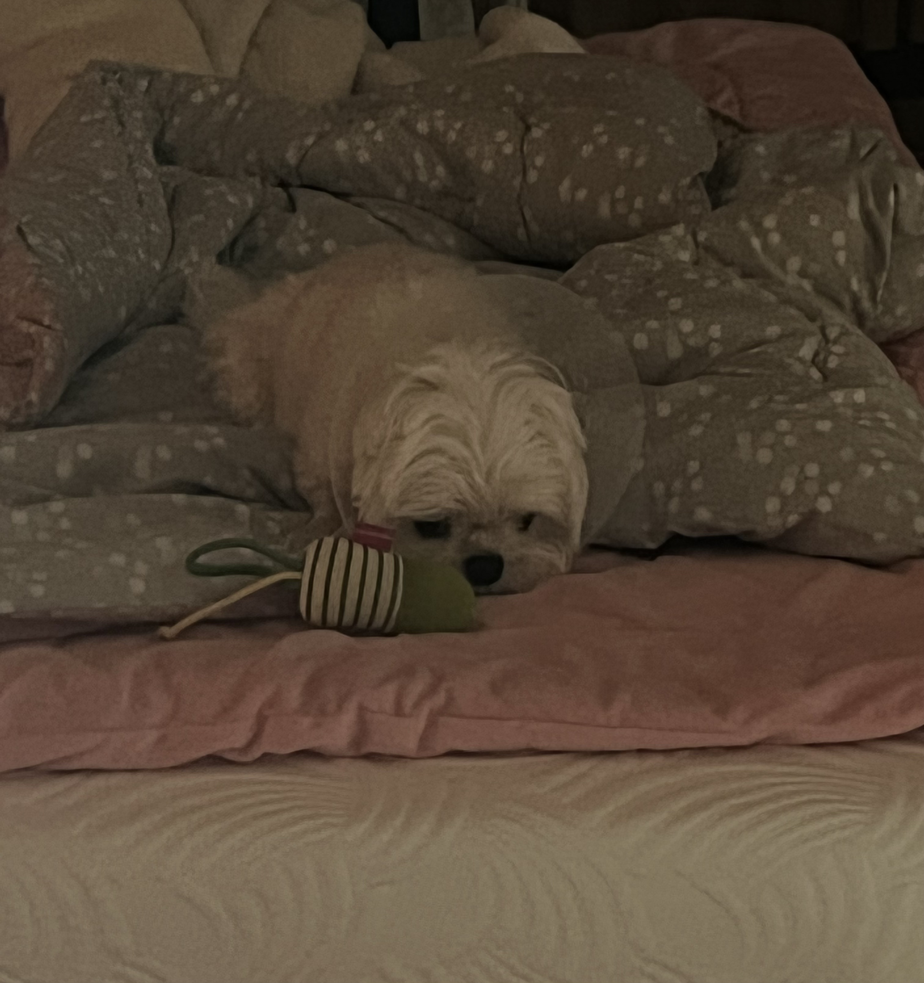 우리집 강쥐 진짜 웃긴데 친구가 동물농장 제보감이래 제보할까? | 인스티즈