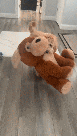 애착인형이 자기만한 강아지 | 인스티즈