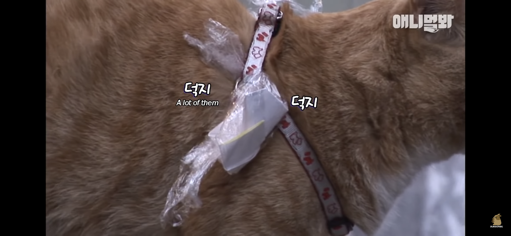 길고양이 목에 쪽지를 달자 생긴 영화같은 일 | 인스티즈