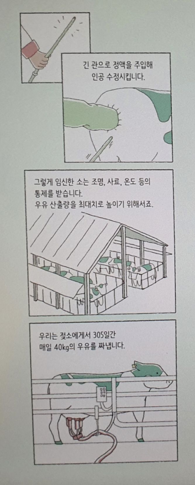 그냥 소를 젖소로 만들어서 우유를 얻는 방법 | 인스티즈