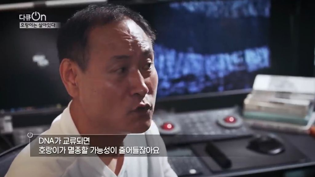 '절멸'의 '한국 호랑이'. 🐅 그 100년간의 이야기. -마지막- | 인스티즈