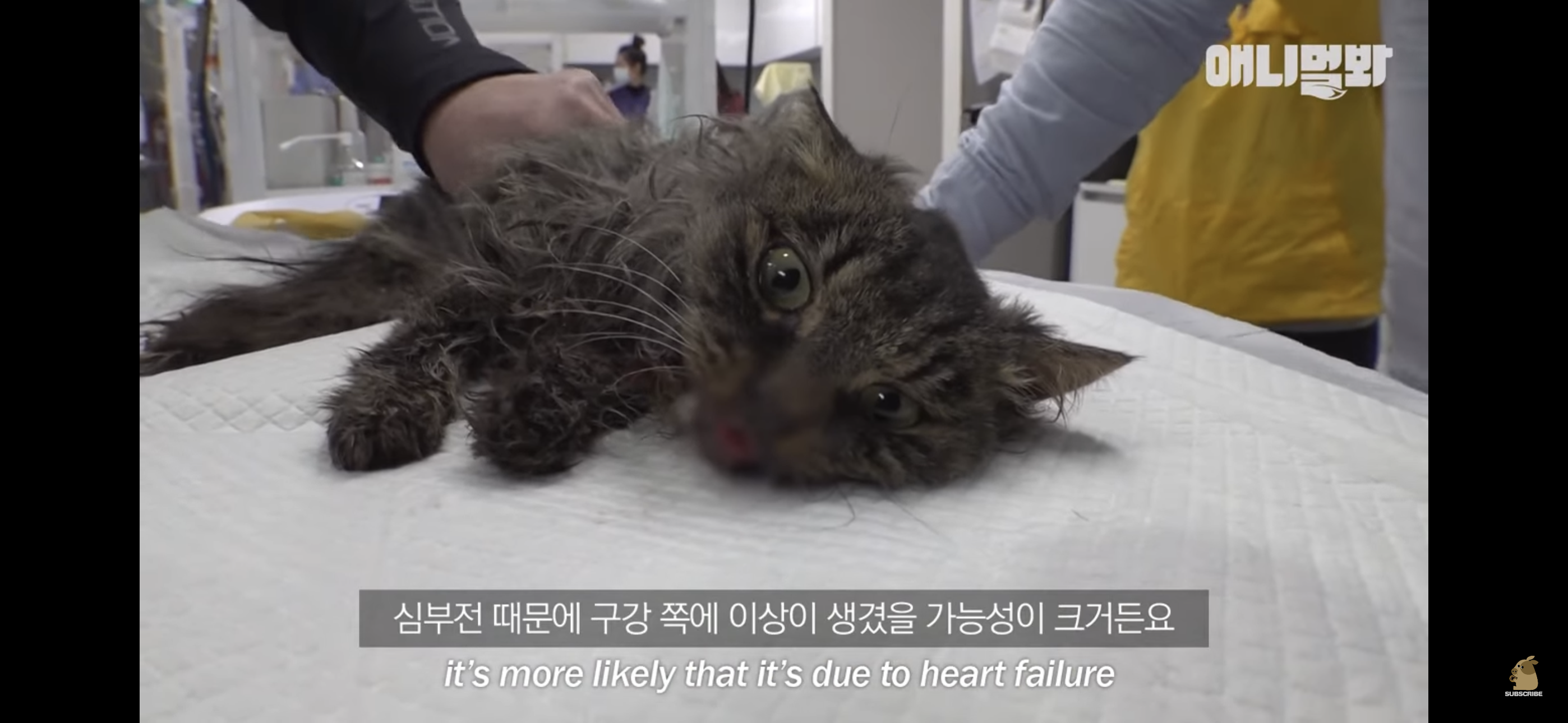 경기도 김포시 마송 휴먼시아 10단지 아파트내에 집단으로 유기된 노르웨이숲 고양이 | 인스티즈