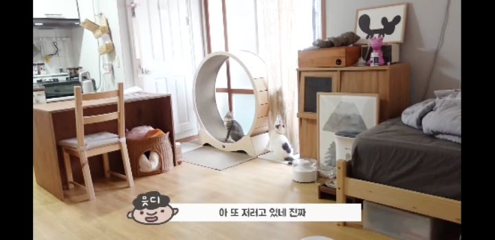 우리 고양이가 이상해요 ;;;;;;;;;; | 인스티즈