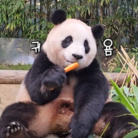 오늘 마지막 공개라는 행복을 주는 보물 푸바오 | 인스티즈